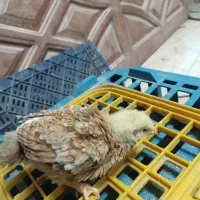 جوجه رسمی یک ماهه