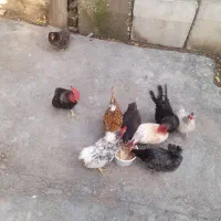 مرغ وخروس وغو غاز