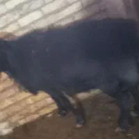 قوچ قره قزل اصل