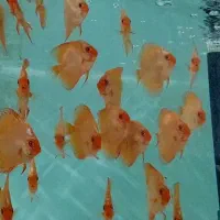 ماهی دیسکس|ماهی|مشهد, بهمن|دیوار