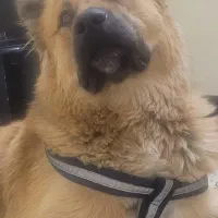 توله سگ میکس ماده پدرمادردار، ۵پشت نگهبان|سگ|ورامین, ورامین|دیوار