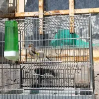 فروش دو عدد سهره کرمونی