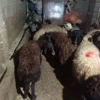 گوسفند افشاری|حیوانات مزرعه|صحنه, |دیوار