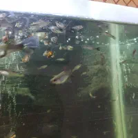 ماهی گوپی نژاد دار|ماهی|همدان, |دیوار