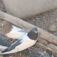 کبوتر کله دمسبز نر و ۱۲عدد جوجه|پرنده|کبودرآهنگ, |دیوار