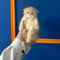 اسکاتیش فولد گلد|گربه|رشت, چله خانه|دیوار