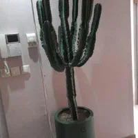 فروش گل وگیاهاپارتمانی