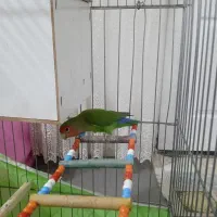 برزیلی گم شده