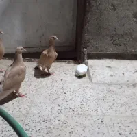 جوجه زرد کرمونی