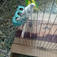 پرنده|پرنده|مینودشت, |دیوار