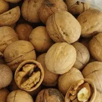 گردو پوست کاغذی
