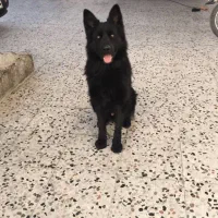 سگ ژرمن شپرد بلک|سگ|ساری, |دیوار