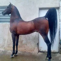 فروش اسب درشور