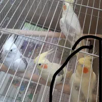 عروس هلندی گمشده
