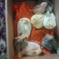 10عدد جوجه عروس هلندی لوتینو