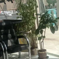 رستوران