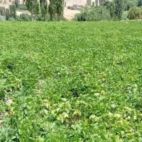 زمین-کشاورزی-واقع-در-سردشت-خوانسار
