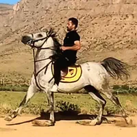 ادوتا اسب یکی سواری کرد خون بالا یکی در شوری|اسب و تجهیزات اسب‌سواری|فولادشهر, فولادشهر|دیوار