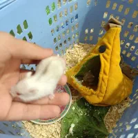 همستر کوچک|موش و خرگوش|خرمشهر, |دیوار