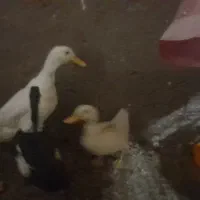 بوقلمون نرو ماده برنز اصیل بومی اردک و بلدرچین|حیوانات مزرعه|قم, سراجه (۱۵ خرداد)|دیوار