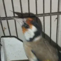 سهره چهار گل