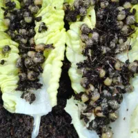 حلزون|خزنده|اهواز, زیتون کارمندی|دیوار