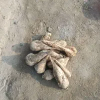 چغندر|عمده‌فروشی|سلماس, |دیوار