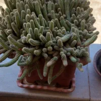 گل کاکتوس|گل و گیاه طبیعی|فولادشهر, B6|دیوار