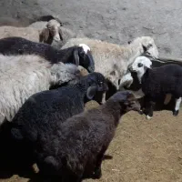 گوسفند وبره جوان داشتی