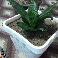 گل های زیبا|گل و گیاه طبیعی|مهاباد (آذربایجان غربی), |دیوار