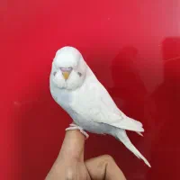 مرغ عشق انگلیسی  زیبا