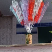 گل تو هر رنگی شاخه ای 60