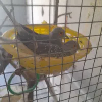 کبوتر میناتوری