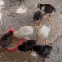جوجه لاری