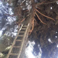 قطع وهرس درختان باغی وویلایی ،اره موتوری،خرید چوب|خدمات باغبانی و درختکاری|مشهد, توس (بلوار توس)|دیوار