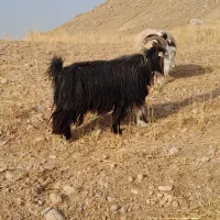 بَعده جلورو گَله|حیوانات مزرعه|گتوند, |دیوار