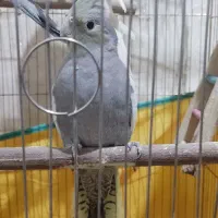 هلندی|پرنده|مسجد سلیمان, |دیوار