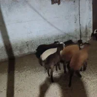 بره ماده هترو