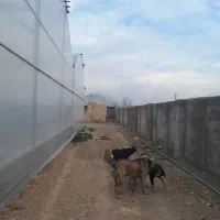 گلخانه 5800متر چهاردیواری شده|فروش دفتر صنعتی، کشاورزی، تجاری|رباط‌کریم, پیغمبر|دیوار