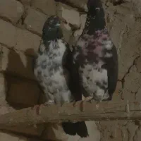 قوشی قاره