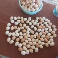 تخم مرغ محلی