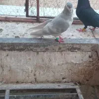 کبوتر