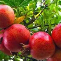 نهال انار سردشت