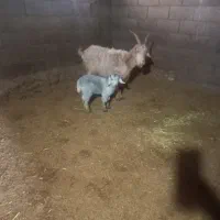 بز کهره دار ۱۰ ملیون