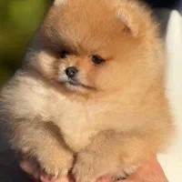 سگ پامر پامرانین|سگ|تهران, سعادت‌آباد|دیوار