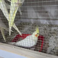 فروش عروس هلندی در جم|پرنده|جم, |دیوار