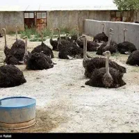 شتر مرع