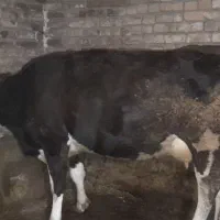 گاوباگوساله|حیوانات مزرعه|ازنا, |دیوار