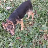 سگ نژاد ژرمن شپرد