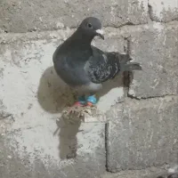 کفتر پولک نر